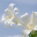 Photo of the lily flower
